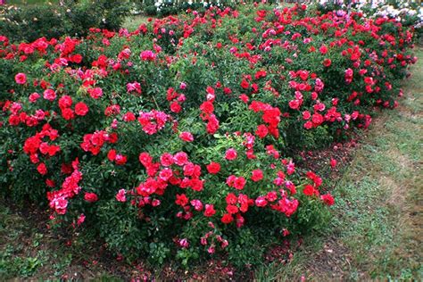 Groundcover/Landscape Roses