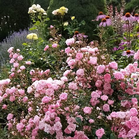 Groundcover/Landscape Roses