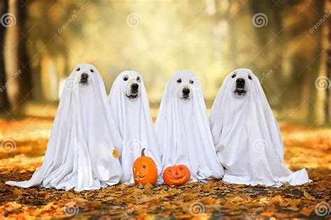 Group Dogs Ghost Costumes Posing