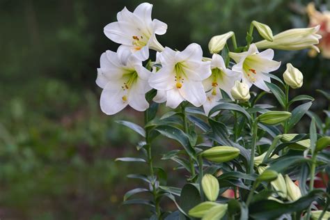 Grow Easter Lily