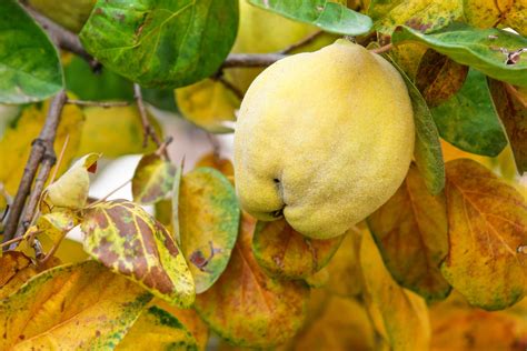 Grow Zone Quince