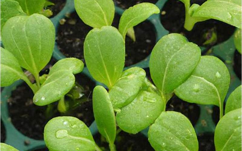 Growing Bok Choy With Companion Plants