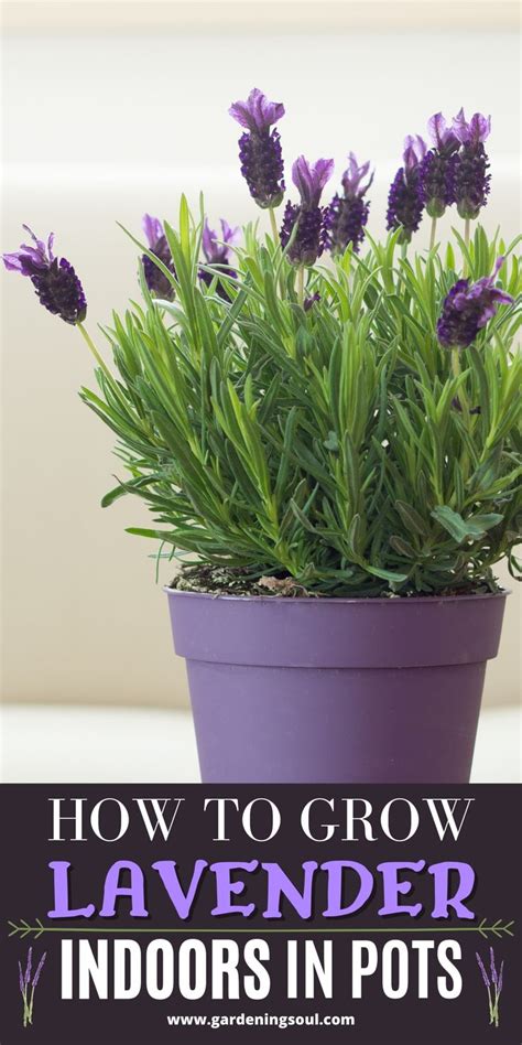 Growing Lavender at Home
