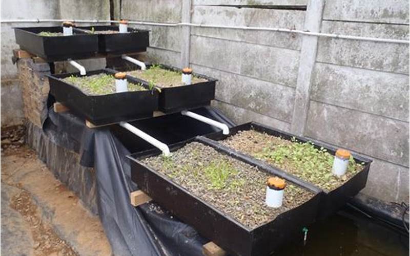 Growing Plants In Aquaponics System