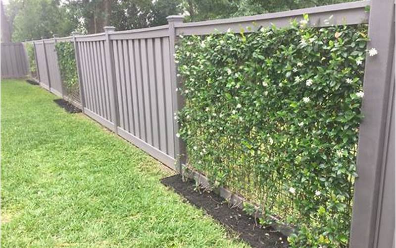 Growing Privacy Vine On Fence: The Ultimate Guide