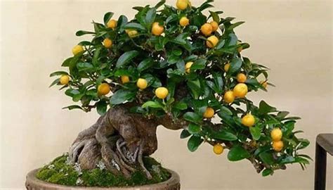 Growing and Caring for Bonsai Citrus Trees: A Complete Guide