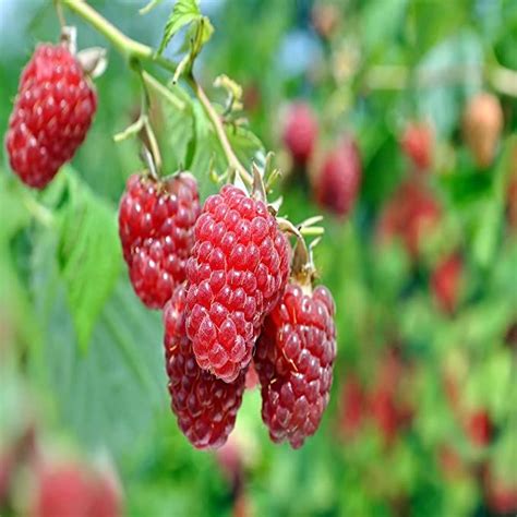Growing and Caring for Dorman Red Raspberry: Tips and Tricks