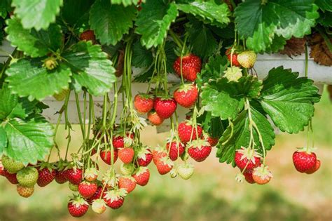 Growing and Caring for Strawberry Climbing Plants