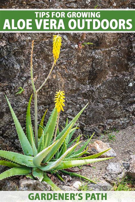 Growing Aloe Outside: Tips And Tricks For A Healthy Garden