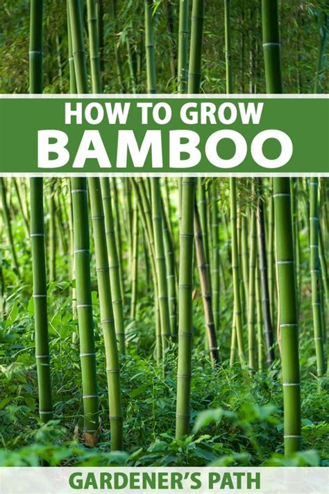 Growing Bamboo Plants