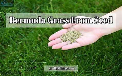 Growing Bermuda Grass from Seed