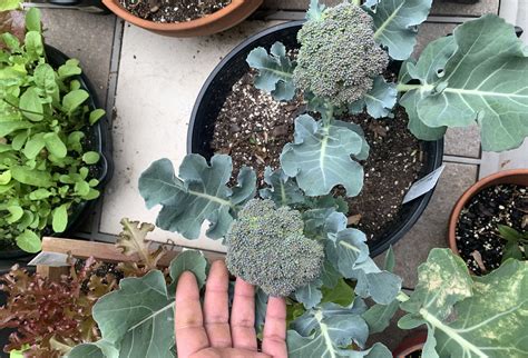 Growing Broccoli In Containers: A Comprehensive Guide