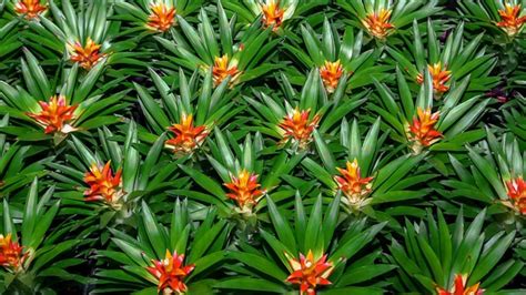 Growing Bromeliads Everything you need to know Flowers Across Melbourne