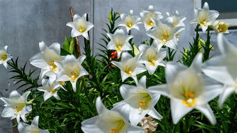 Growing Easter Lilies Outside