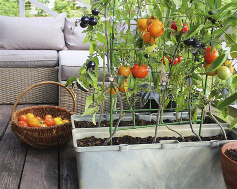 Growing Indeterminate Tomatoes In Containers
