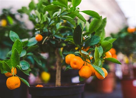 Growing Orange Indoor Plants: Tips and Tricks