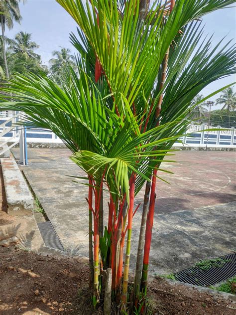 Growing Red Palm Trees