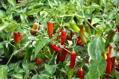 Tips for Growing Serrano Peppers