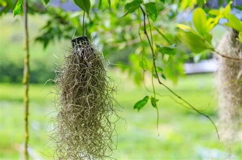 Growing Spanish Moss