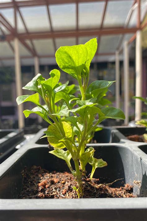 Growing Spinach In Containers: Tips And Tricks For A Bountiful Harvest
