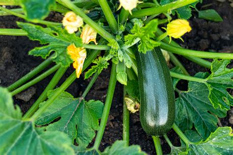 Growing Squash In Containers: A Guide For Urban Gardeners