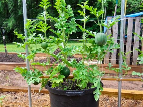 Growing Watermelon In Containers: Tips And Tricks