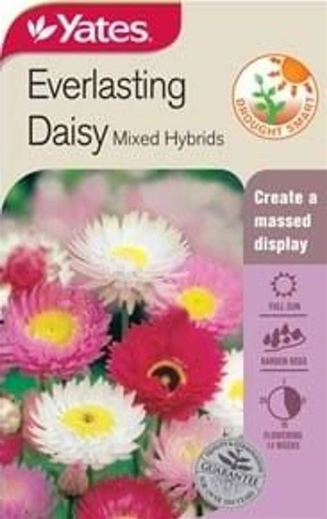 Growing Your Own Everlasting Daisy: A Simple Guide