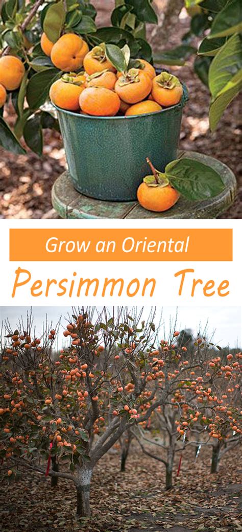 Persimmon tree sapling
