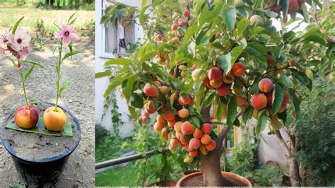 Growing a peach tree in a pot