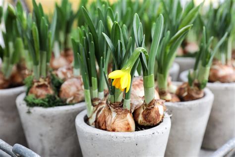 Growing daffodils in containers