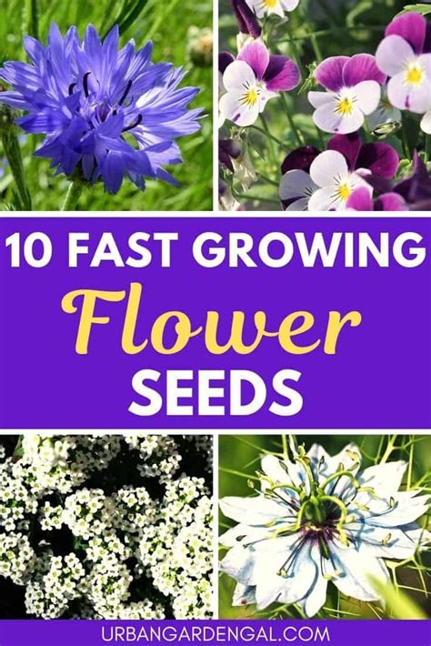 14 Easiest Flowers to Grow From Seed