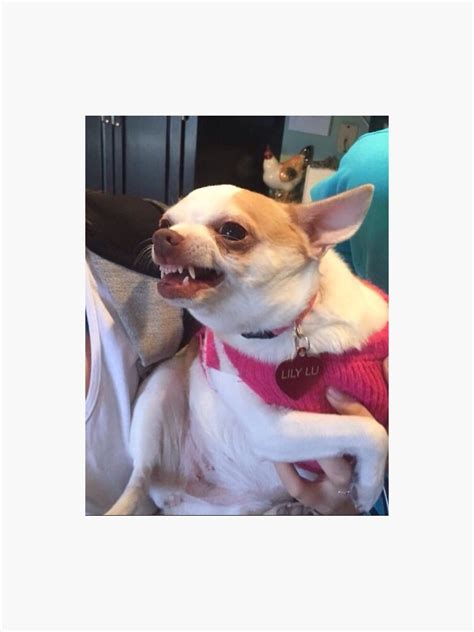 Growling Dog Meme