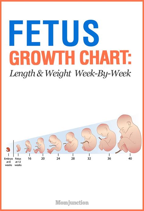 Growth Chart For Fetus