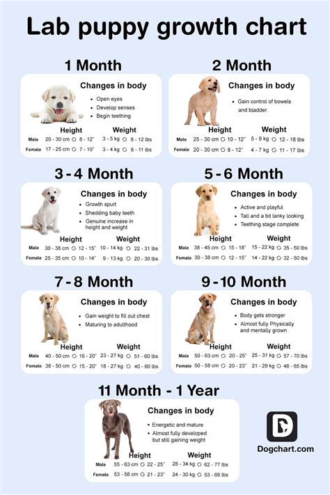 Growth Chart For Labrador