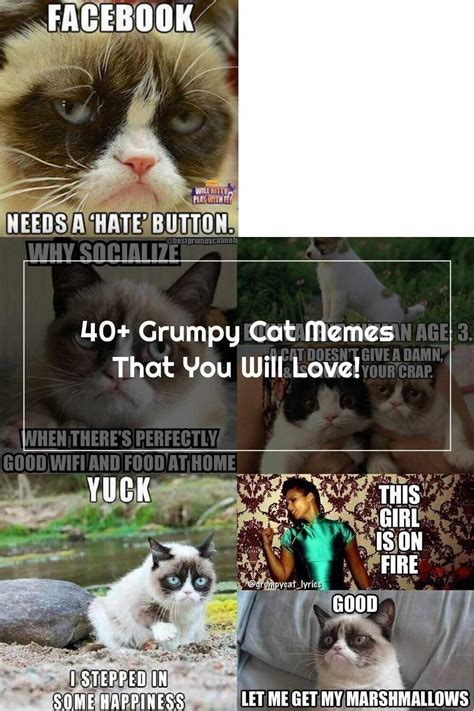 Grumpy Cat 20 Cat Memes