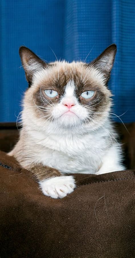 Grumpy Cat 2012