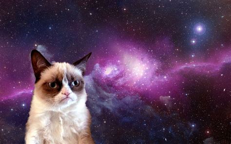 Grumpy Cat 4k