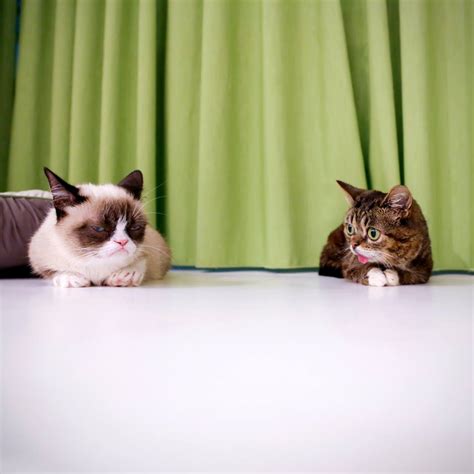 Grumpy Cat And Lil Bub