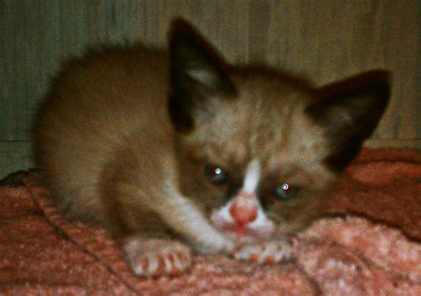 Grumpy Cat As A Baby