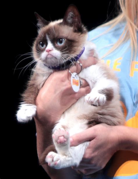 Grumpy Cat Baby