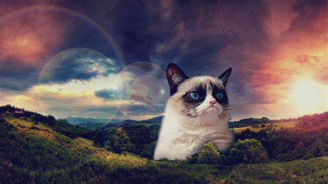Grumpy Cat Background