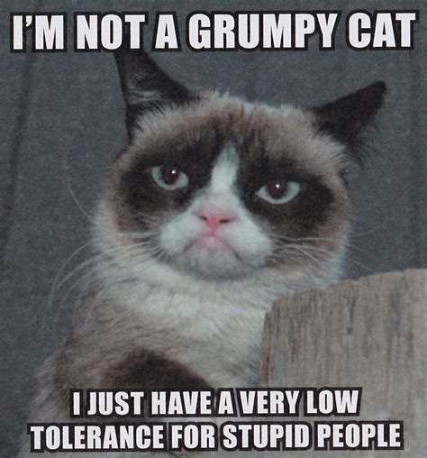 Grumpy Cat Cute Quotes