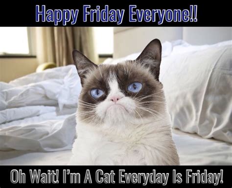 Grumpy Cat Friday