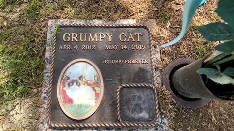 Grumpy Cat Funeral