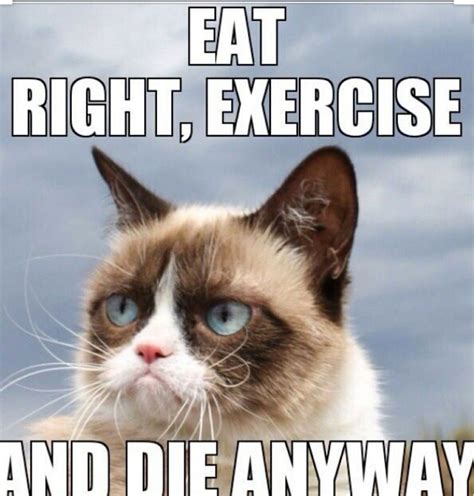 Grumpy Cat Funny Cat Memes Clean