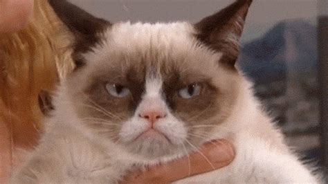 Grumpy Cat Gif Memes
