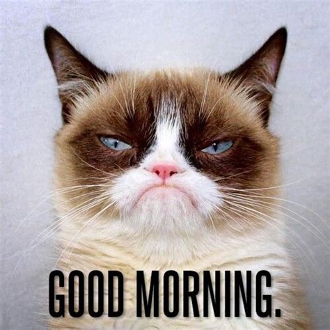Grumpy Cat Good Morning