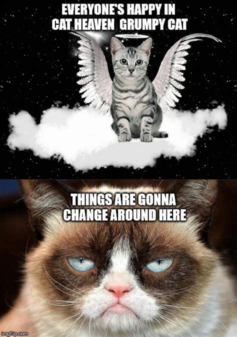 Grumpy Cat Heaven