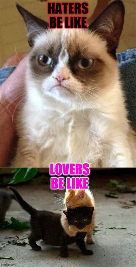 Grumpy Cat Kitten Memes