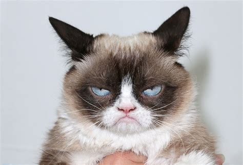 Grumpy Cat M
